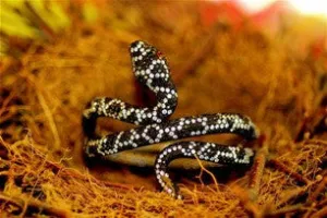 Serpent Bracelet